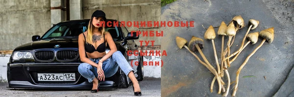 крисы Корсаков